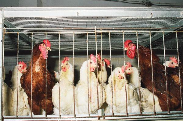 Россельхознадзор обнаружил незаконное производство мяса птицы в Пермском районе