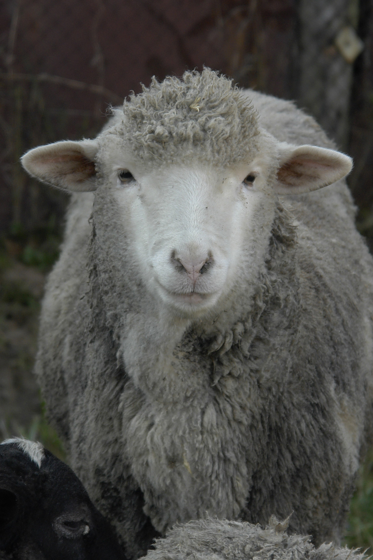 В минсельхозе Пермского края прогнозируют рывок в производстве баранины