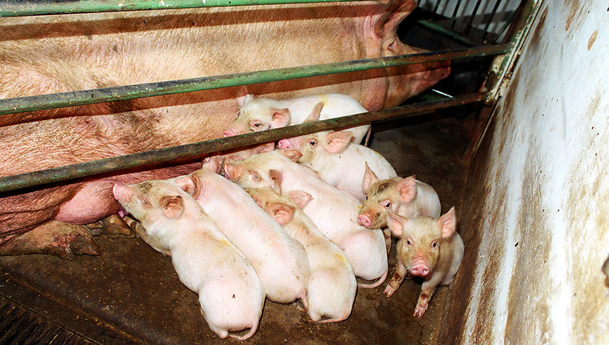 Подмогой свиньям станет птица