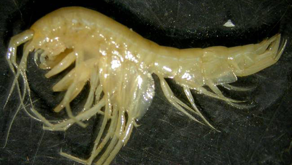 Пермские и норвежские учёные изучают живых свидетелей движения материков