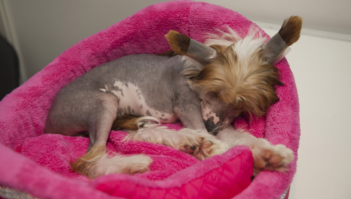 Аферисты шантажируют владельцев домашних животных