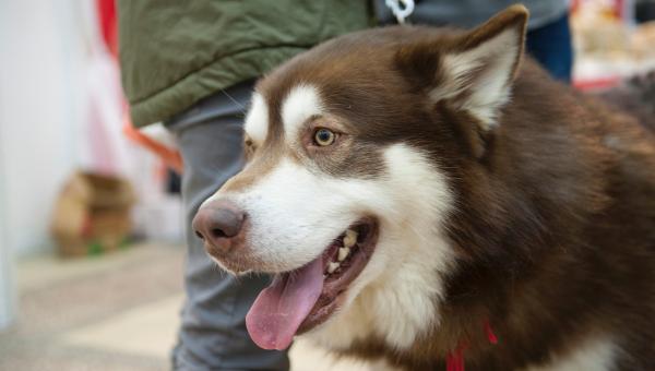 Власти Прикамья предложили ввести административную ответственность за свободный выгул собак