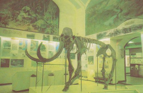 В краеведческом музее собран скелет мамонта