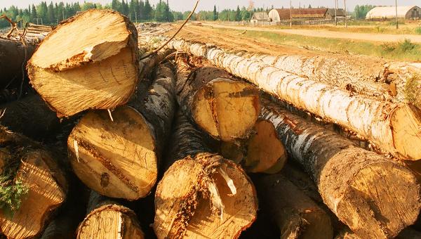 В Пермском крае осуждены все участники группы нелегальных лесозаготовителей 