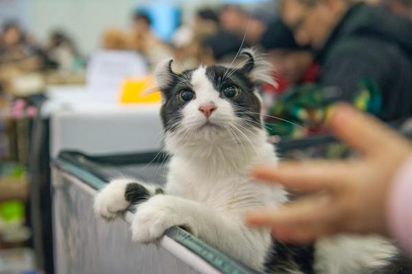 В Перми завершилась международная выставка кошек