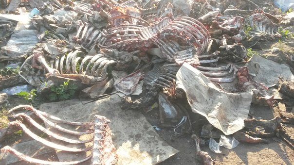 Краевая госветинспекция проверит факт выброса трупов животных в Индустриальном районе Перми