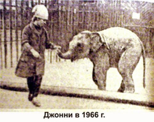 Слон Джонни поселился в пермском зоопарке