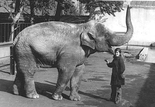 Слон Джонни поселился в пермском зоопарке