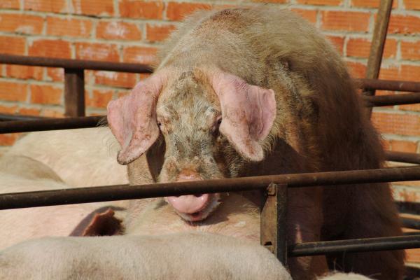 В селе Савинское Пермского края зарегистрирована вторая вспышка африканской чумы свиней 