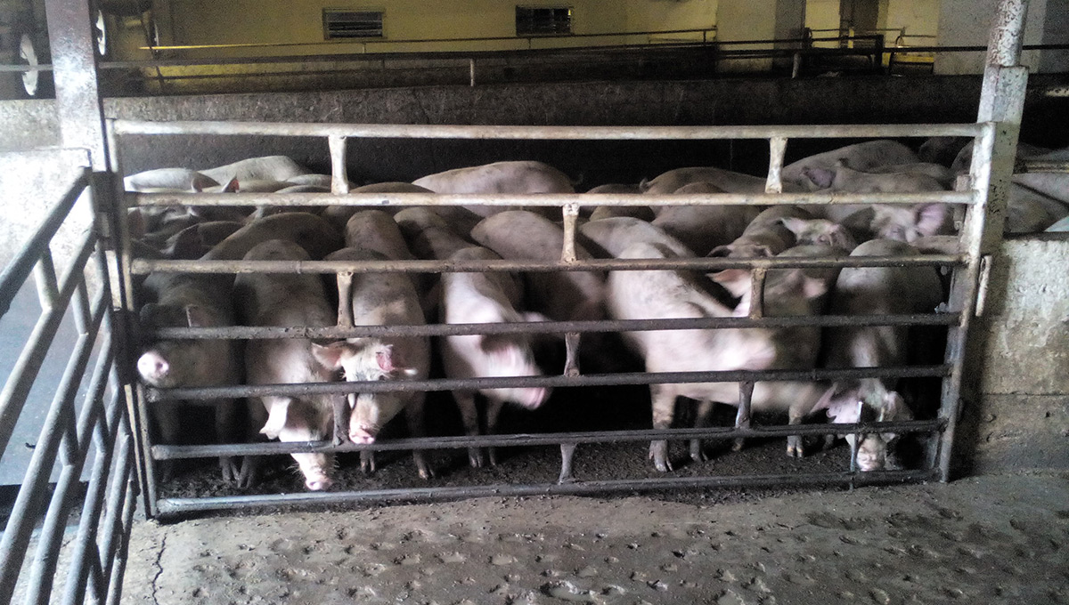 Молчание поросят