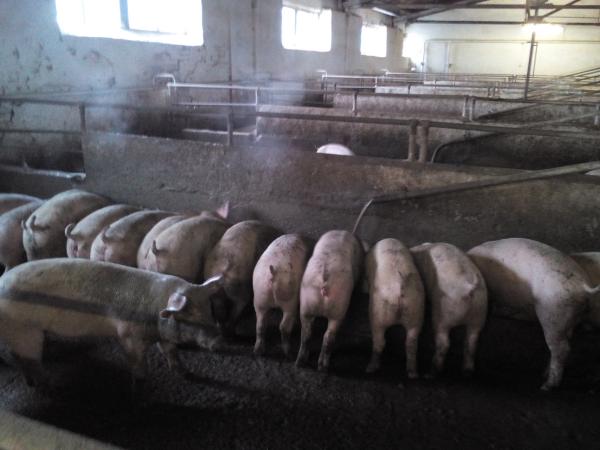 Судебные приставы Перми арестовали 1500 свиней, принадлежащих ООО «Свинокомплекс Пермский»