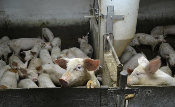 Представители «Синергии» обсудили с краевыми властями дальнейшую судьбу свинокомплекса 