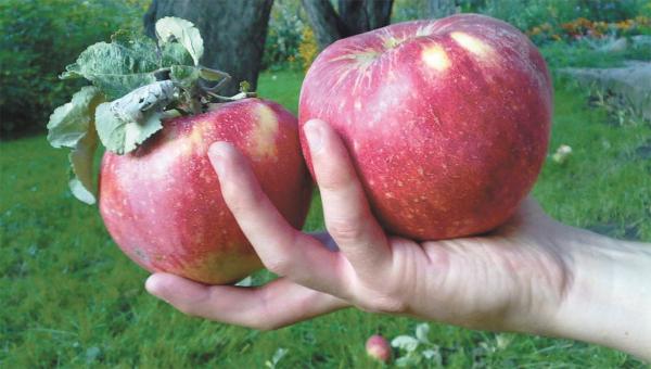В Перми уничтожили более ста килограммов яблок