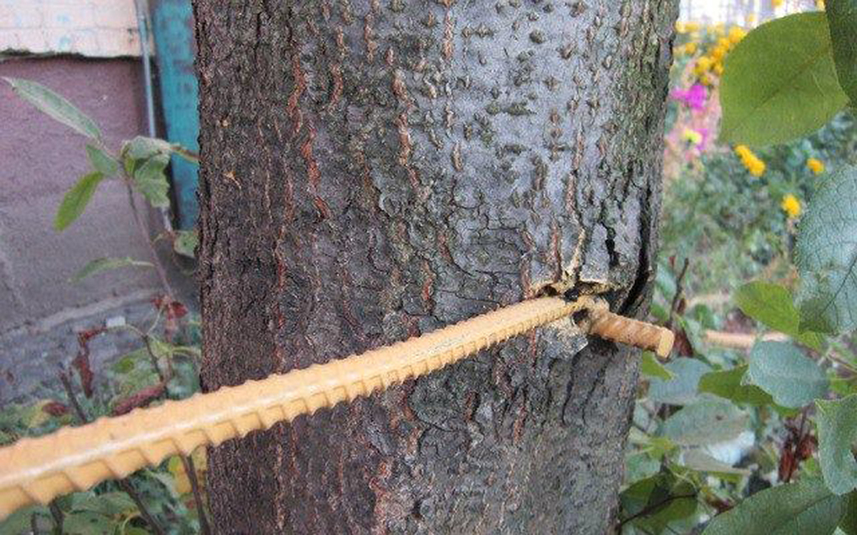 Волонтёры акции «Вылечим деревья вместе» зафиксировали сотни нарушений законодательства