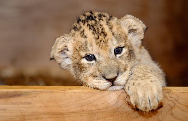 В пермский зоопарк привезли трёхмесячного львёнка