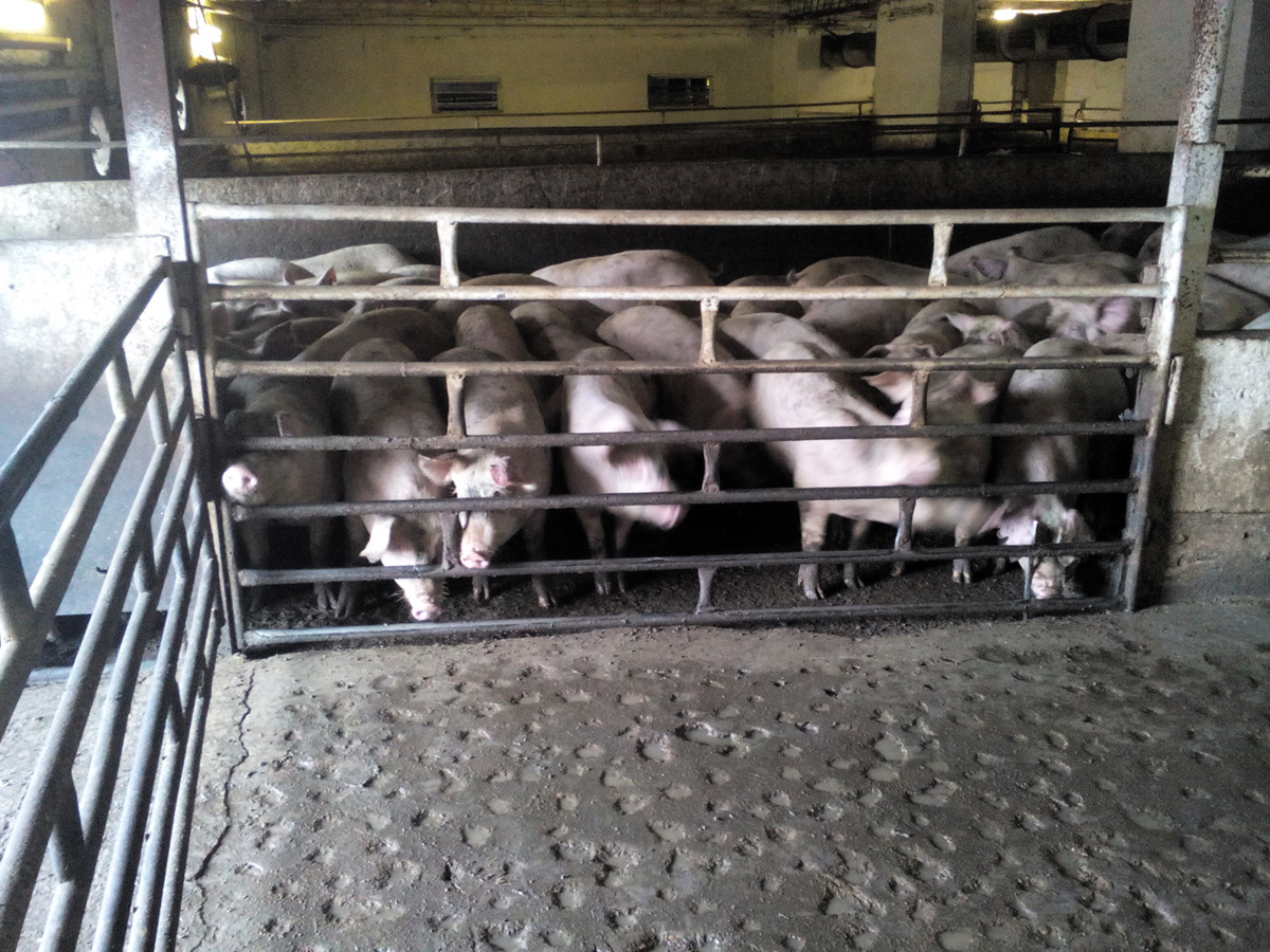 Жаркое из свинокомплекса