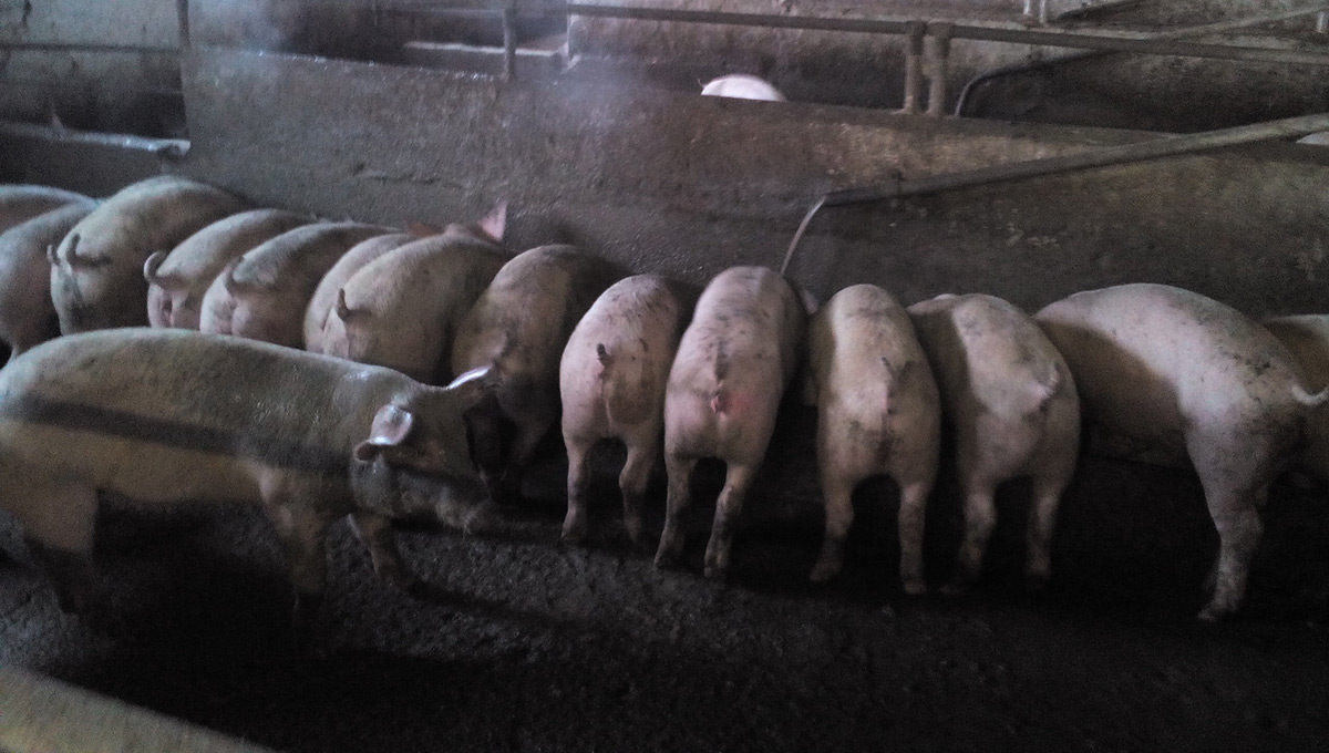 Подложили свинью