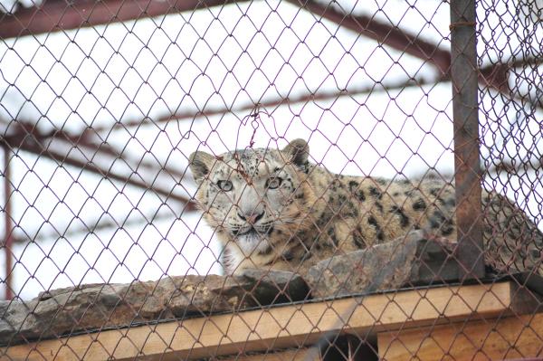 <div>На установку искусственных скал в новом пермском зоопарке могут потратить 191,5 млн рублей<br><div><br></div></div>