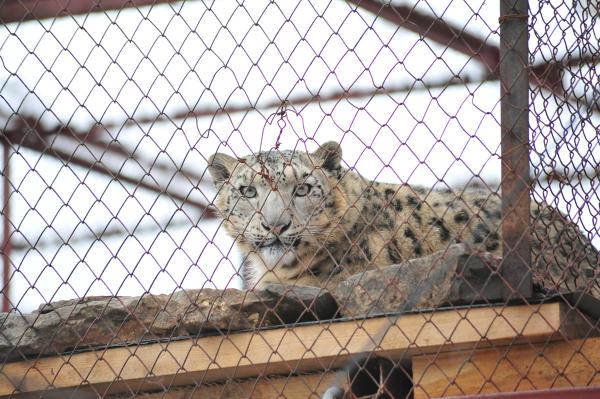 Оперштаб разрешил возобновить работу пермского зоопарка