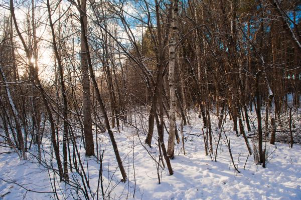Черняевскому лесу вернули статус городских лесов