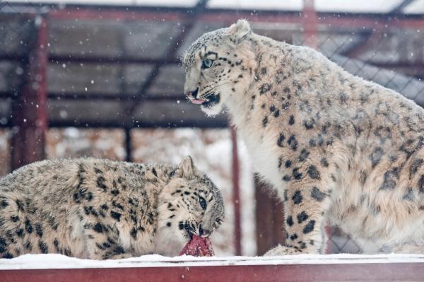 Пермские власти заключили контракт на строительство зоопарка в Перми