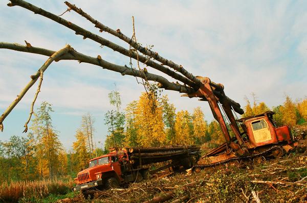 В Пермском крае возбуждено уголовное дело о контрабанде лесоматериалов 