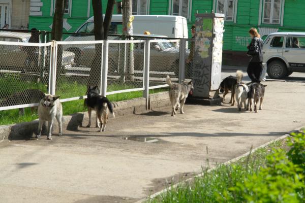Мэрия Перми предложила ввести в России обязательную регистрацию домашних животных 