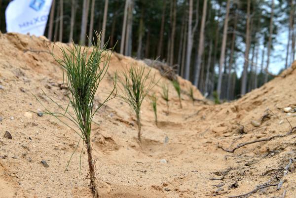 В Перми планируется восстановить питомник растений в Хмелях