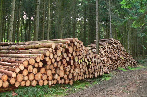 Замглавы минприроды предложил увеличить затраты на контроль за вырубкой древесины