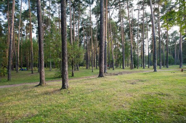 Пермский край стал лидером ПФО по доходам лесного бюджета 