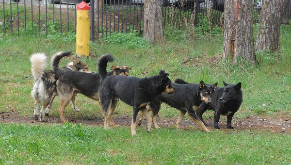В Прикамье бездомных собак будут держать в приюте не менее шести месяцев
