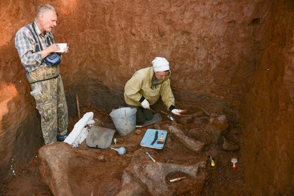 Экспедиция Пермского краеведческого музея выехала на раскопки трогонтериевого слона