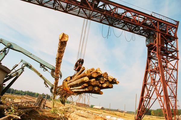 «Лесная биржа» планирует реализовать 150 тыс. кубометров пермского леса до конца года