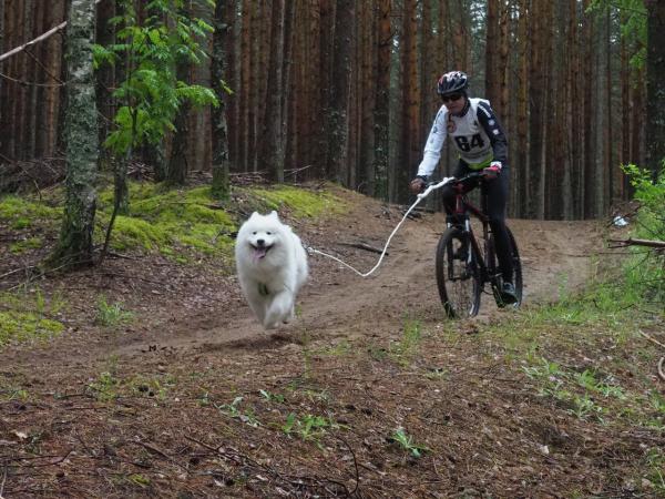 В августе в Перми пройдут гонки на ездовых собаках
