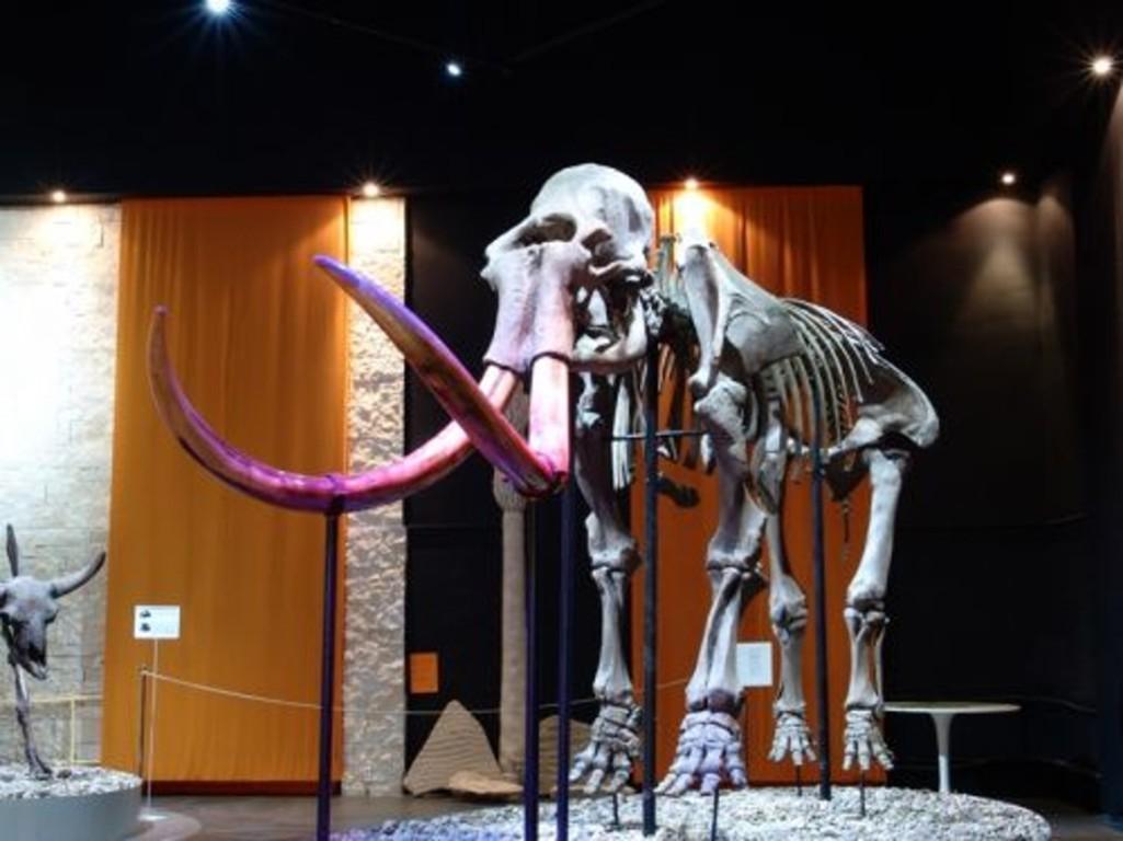Скелет пермского мамонта