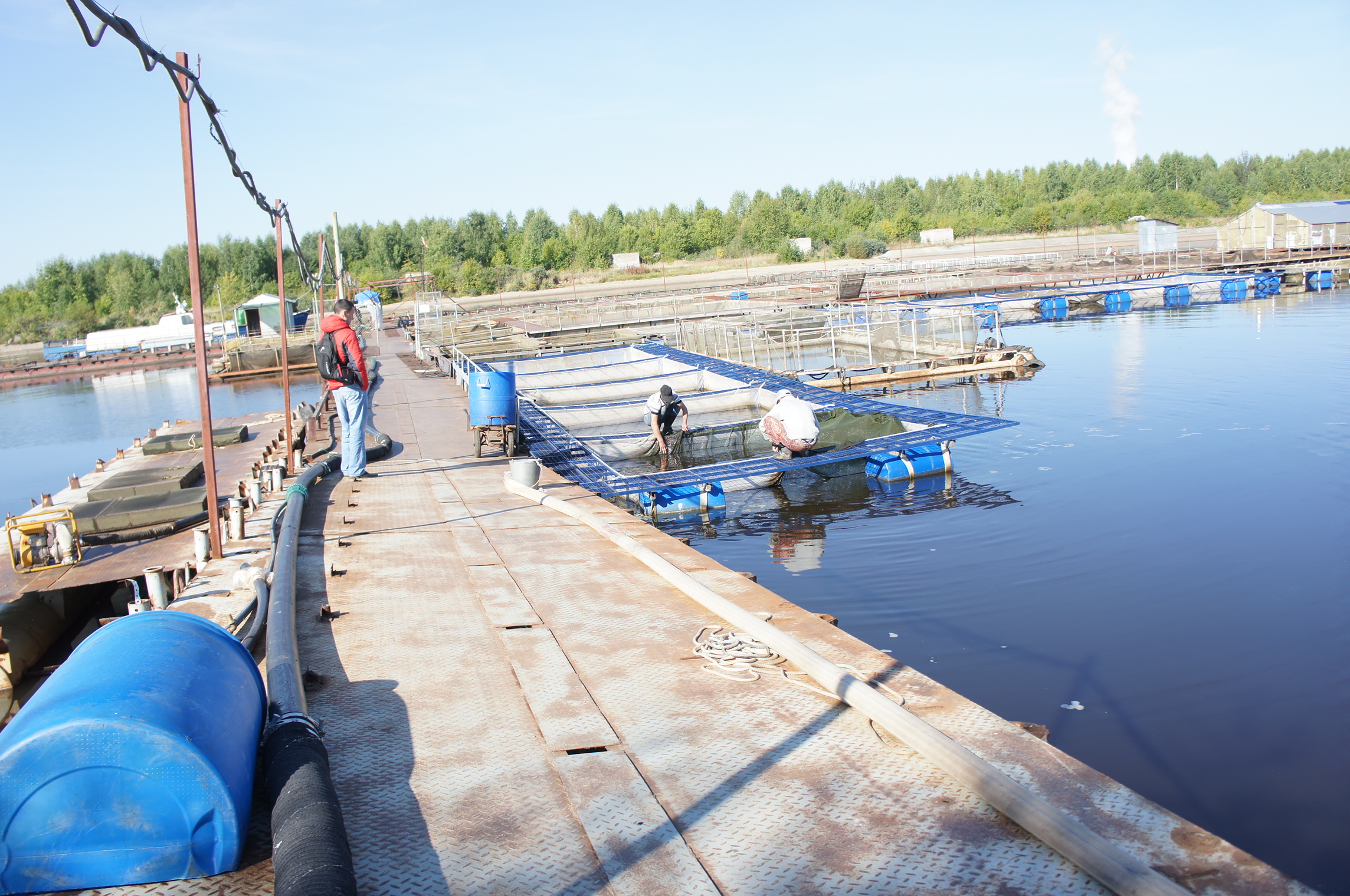 В Каму выпустили 25 тысяч мальков стерляди