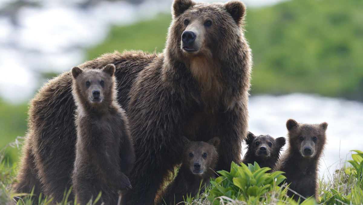 Про медведей и людей