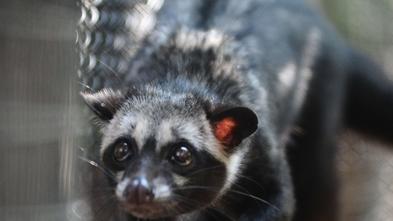 Звери, господа