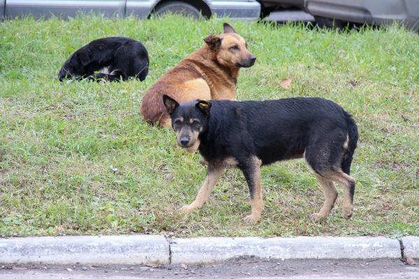 В Перми уменьшилось количество покусов горожан бездомными собаками