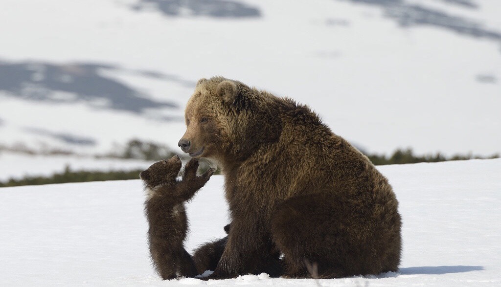 Медведи-победители