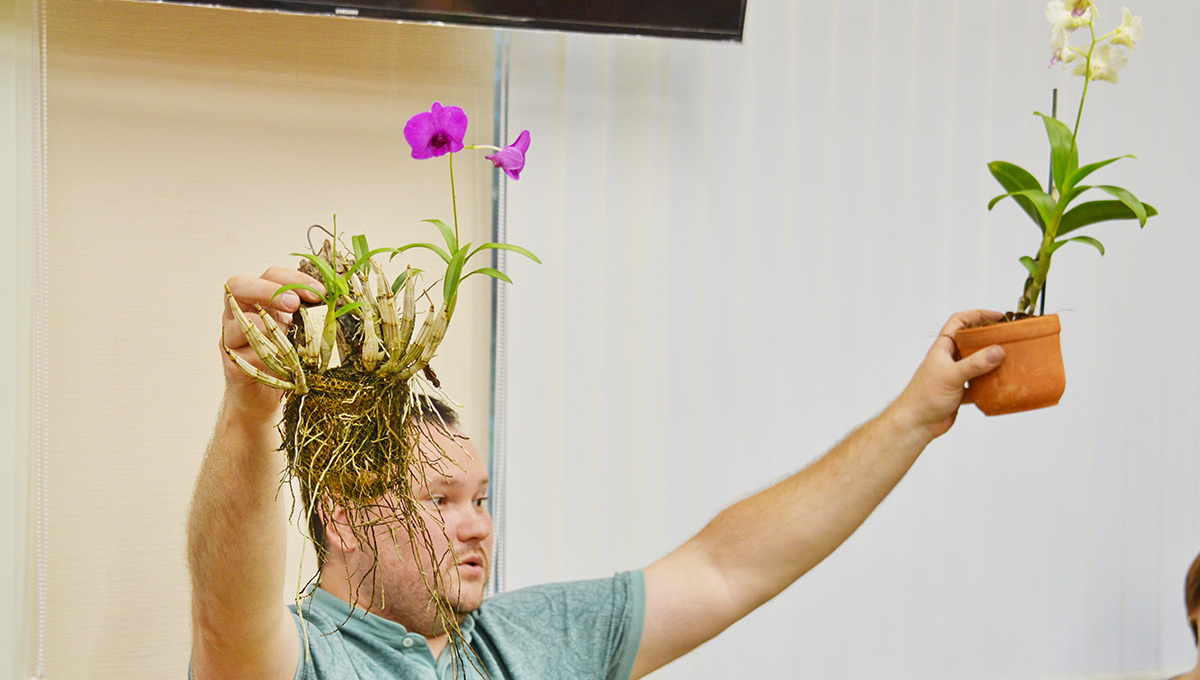 Даёшь орхидеи