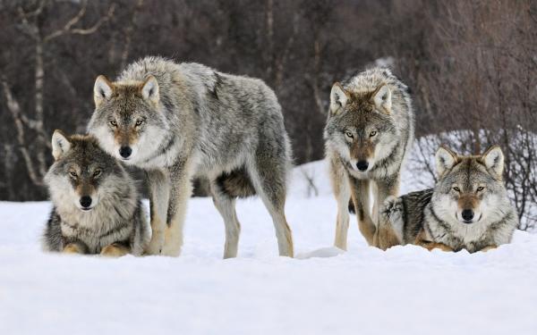 В ЗС внесли законопроект о выплате охотникам вознаграждения за отстрел волков