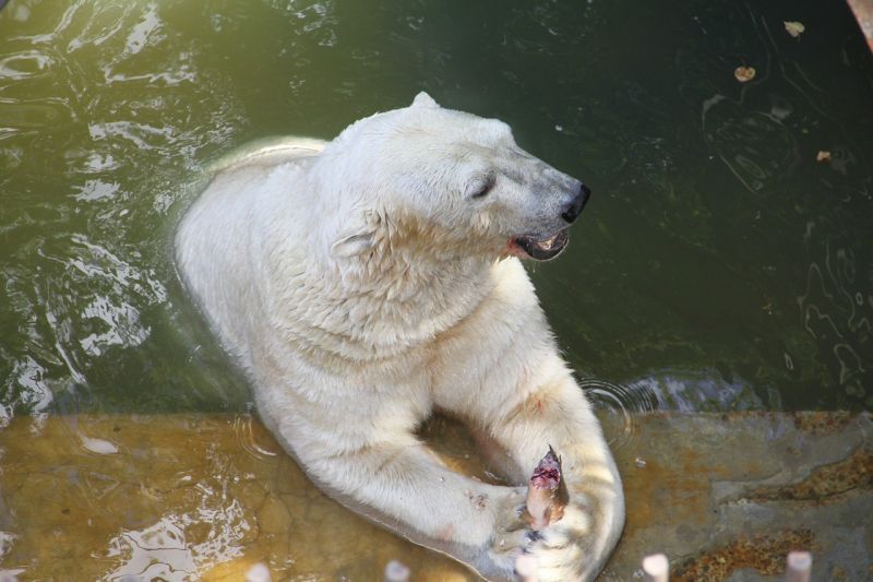 Опубликовано техническое задание на разработку проекта нового пермского зоопарка. Его стоимость не должна превысить €60 млн