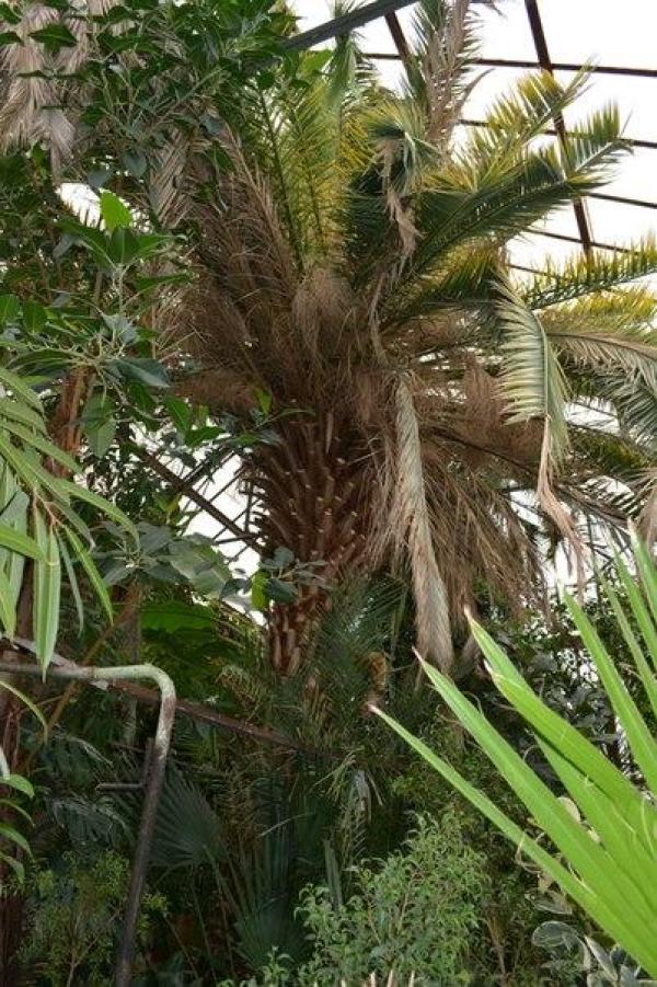Пальма ботанического сада ПГНИУ получила статус памятника живой природы