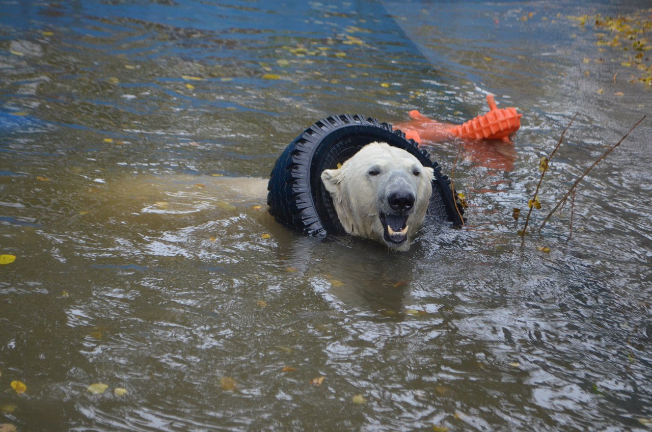 Известна дата возобновления работы Пермского зоопарка