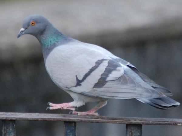 В Перми пройдёт перепись голубей