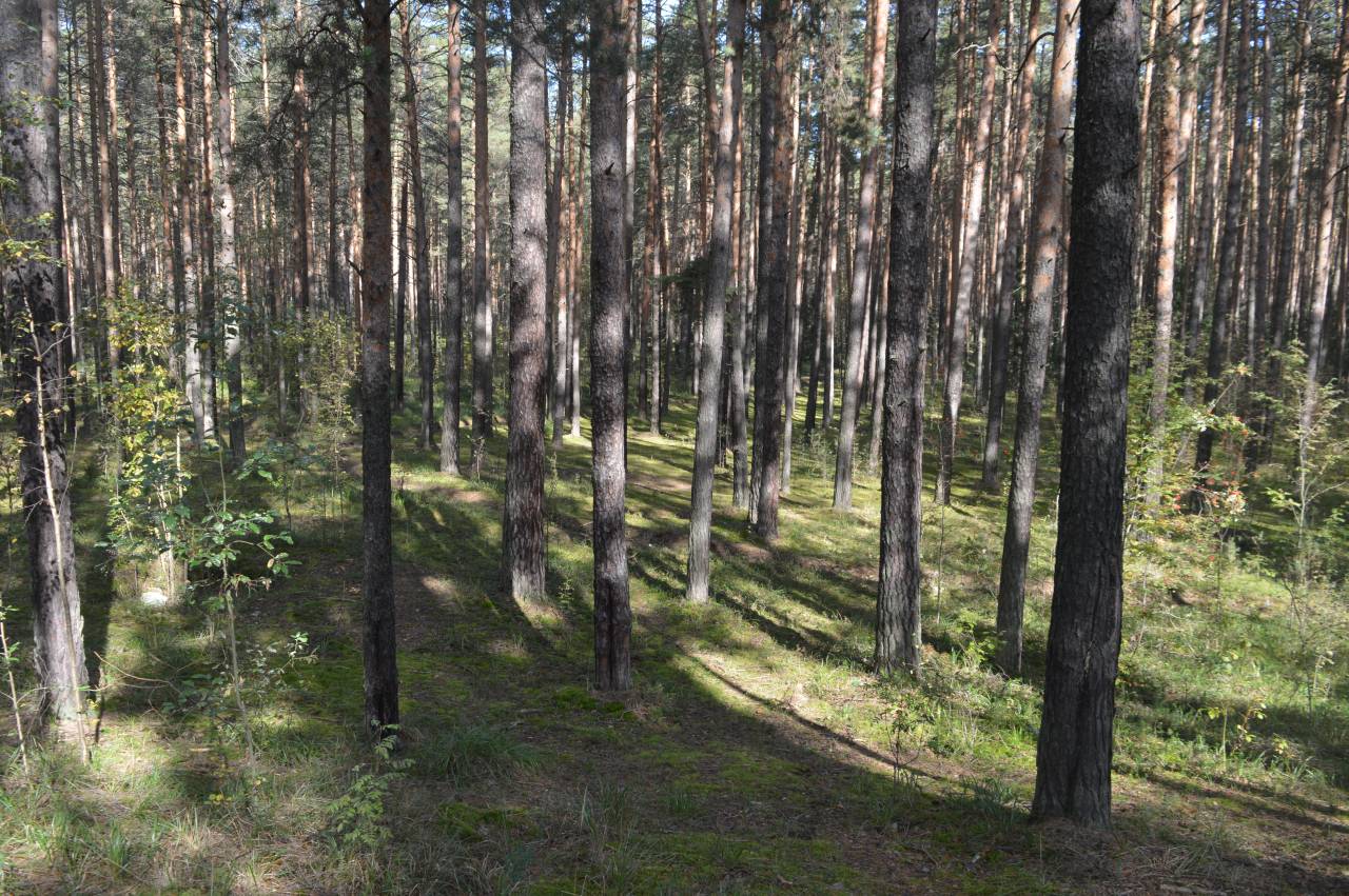 Члены комитета по вопросам градостроительства положительно оценили планы по созданию трёх особо охраняемых территорий