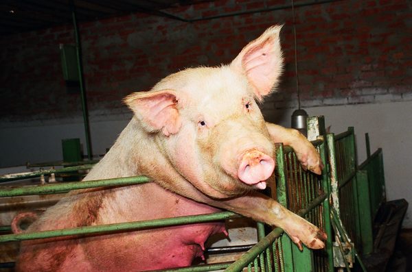 С «Пермским» поступили по-свински