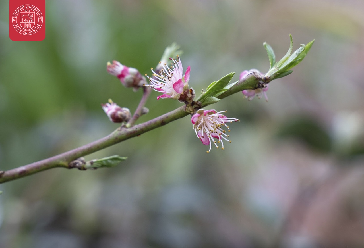 В ботаническом саду ПГНИУ для посетителей откроют субтропическую оранжерею