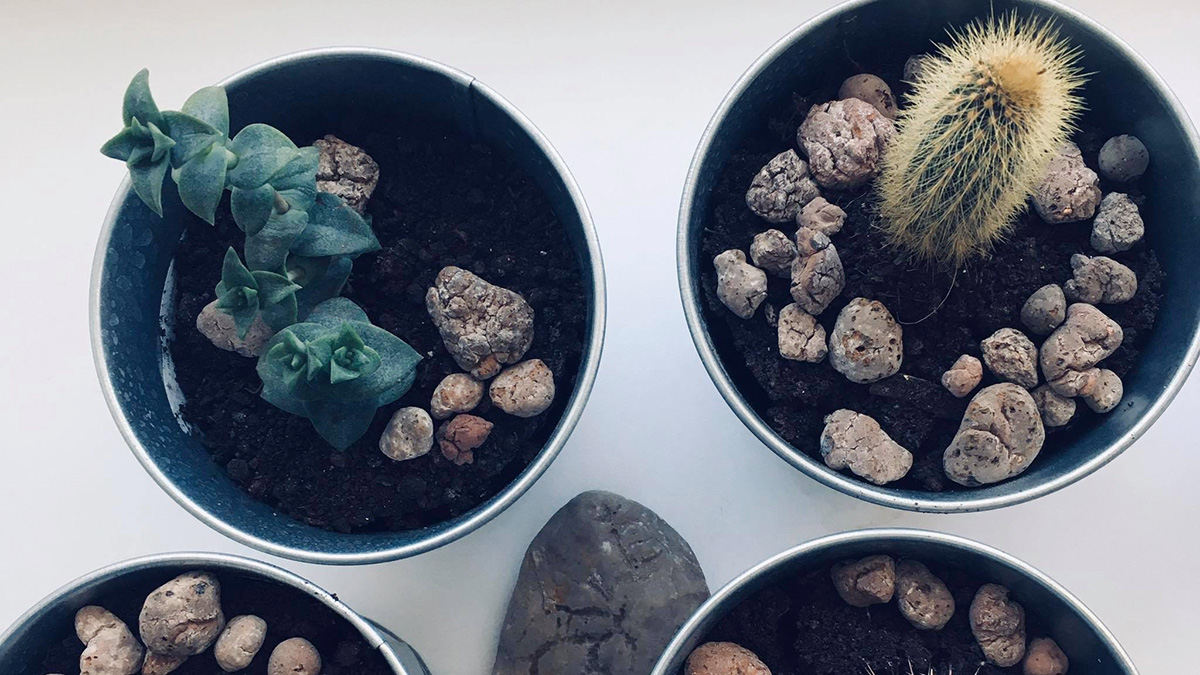 От бёрдвочинга до выпечки хлеба 